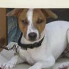 Pistou - Jack Russell Terrier (Jack Russell d'Australie)  - Mâle