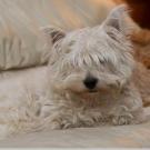 Flore - West Highland White Terrier (Westie, White Terrier  - Femelle stérilisée