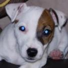 Evy - Jack Russell Terrier (Jack Russell d'Australie)  - Femelle stérilisée