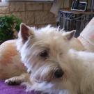 Tomy - West Highland White Terrier (Westie, White Terrier  - Mâle