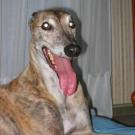Ulysse - Greyhound  - Mâle