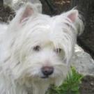Twix - West Highland White Terrier (Westie, White Terrier  - Mâle