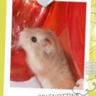 Grignottine - Hamster  - Femelle