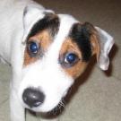 Eliot - Jack Russell Terrier (Jack Russell d'Australie)  - Mâle