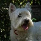 Zoe - West Highland White Terrier (Westie, White Terrier  - Femelle