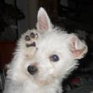 Febus - West Highland White Terrier (Westie, White Terrier  - Mâle