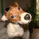 Enjoy - Jack Russell Terrier (Jack Russell d'Australie)  - Mâle
