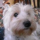 Pirouette - West Highland White Terrier (Westie, White Terrier  - Femelle