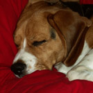 Fidjy - Beagle  - Femelle stérilisée