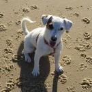 Elka - Jack Russell Terrier (Jack Russell d'Australie)  - Femelle