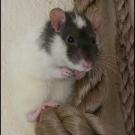 Zerotica - Rat  - Femelle