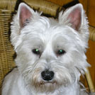 Uline - West Highland White Terrier (Westie, White Terrier  - Femelle