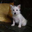 Fidji - West Highland White Terrier (Westie, White Terrier  - Femelle