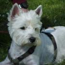 Typhoon - West Highland White Terrier (Westie, White Terrier  - Femelle stérilisée