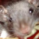 Ikkie - Rat  - Femelle