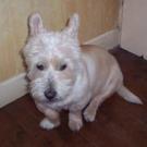 Choupette - West Highland White Terrier (Westie, White Terrier  - Femelle