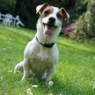 Pixie - Jack Russell Terrier (Jack Russell d'Australie)  - Femelle stérilisée