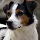 Milo - Jack Russell Terrier (Jack Russell d'Australie)  - Mâle