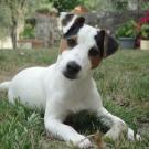 Lola - Jack Russell Terrier (Jack Russell d'Australie)  - Femelle