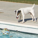 Tibère - Jack Russell Terrier (Jack Russell d'Australie)  - Mâle