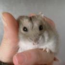 Grybouille - Hamster  - Inconnu