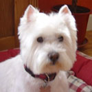 Jules - West Highland White Terrier (Westie, White Terrier  - Mâle