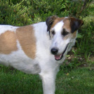 Ulisse - Fox Terrier  - Mâle