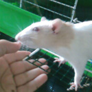 Tartine - Rat  - Femelle