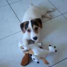 Astuce - Jack Russell Terrier (Jack Russell d'Australie)  - Femelle stérilisée