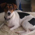 Dipsy - Jack Russell Terrier (Jack Russell d'Australie)  - Femelle stérilisée