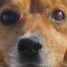 Voyou - Jack Russell Terrier (Jack Russell d'Australie)  - Mâle