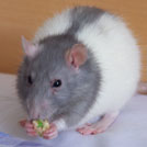Idrial - Rat  - Femelle