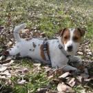 Darex - Jack Russell Terrier (Jack Russell d'Australie)  - Mâle