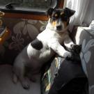 Zoé - Jack Russell Terrier (Jack Russell d'Australie)  - Femelle stérilisée