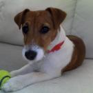 Max - Jack Russell Terrier (Jack Russell d'Australie)  - Mâle