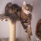 Electra - Maine Coon  - Femelle