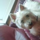 Comete - West Highland White Terrier (Westie, White Terrier  - Femelle stérilisée
