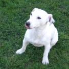 Vanille - Jack Russell Terrier (Jack Russell d'Australie)  - Femelle