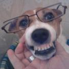 Vargas - Jack Russell Terrier (Jack Russell d'Australie)  - Mâle