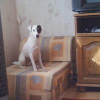 Déby - Jack Russell Terrier (Jack Russell d'Australie)  - Femelle