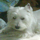 Oskar - West Highland White Terrier (Westie, White Terrier  - Mâle