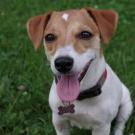 Lilo'trésors - Jack Russell Terrier (Jack Russell d'Australie)  - Femelle stérilisée