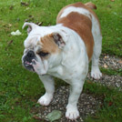 Baya - Bulldog  - Femelle stérilisée