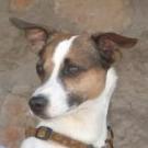 Attila - Jack Russell Terrier (Jack Russell d'Australie)  - Mâle