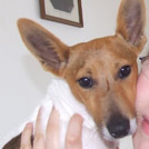 Lady - Jack Russell Terrier (Jack Russell d'Australie)  - Femelle