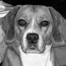 Ondine - Beagle  - Femelle
