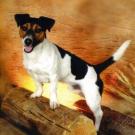 Djeck - Jack Russell Terrier (Jack Russell d'Australie)  - Mâle