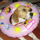 Dali - Beagle  - Femelle