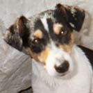 Lili - Jack Russell Terrier (Jack Russell d'Australie)  - Femelle