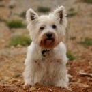 Réglisse - West Highland White Terrier (Westie, White Terrier  - Femelle stérilisée